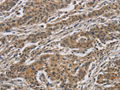 CASP3 Antibody