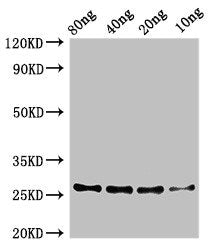zapA Antibody