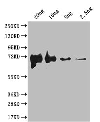 fliC Antibody