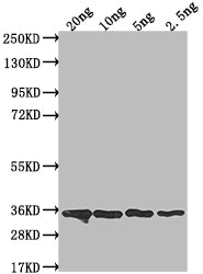 csn Antibody