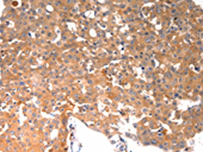 BGLAP Antibody