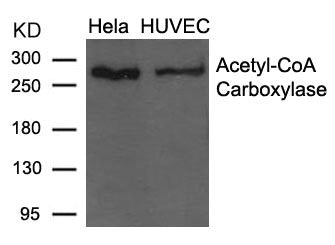ACACA (Ab-79) Antibody
