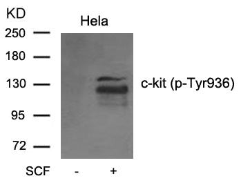 Phospho-KIT (Tyr936) Antibody
