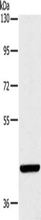 LILRA1 Antibody