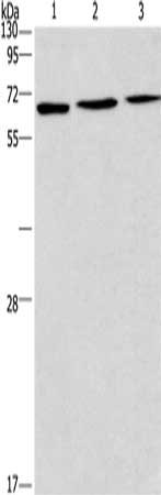 BIN3 Antibody