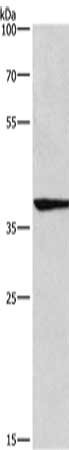 IRF9 Antibody