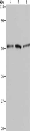 BAG5 Antibody