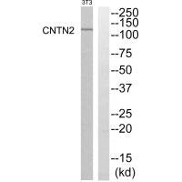 CNTN2 Antibody