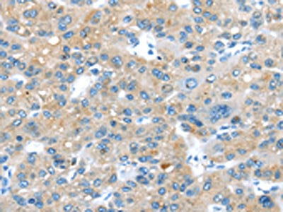 ERP44 Antibody