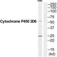 CYP2D6 Antibody