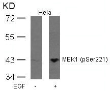 Phospho-MAP2K1 (Ser221) Antibody