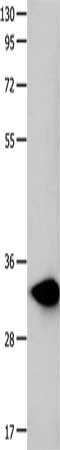 FOXS1 Antibody