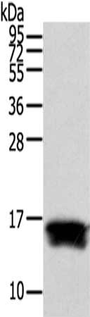 FABP1 Antibody