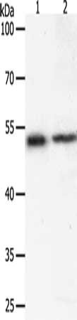 SOX1 Antibody