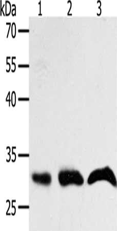PTGES2 Antibody