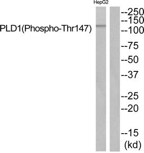 Phospho-PLD1 (Thr147) Antibody