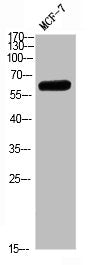 PTH1R Antibody