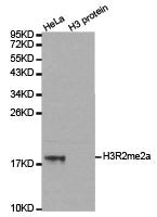 Histone H3R2me2a Antibody