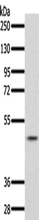 PDCD4 Antibody