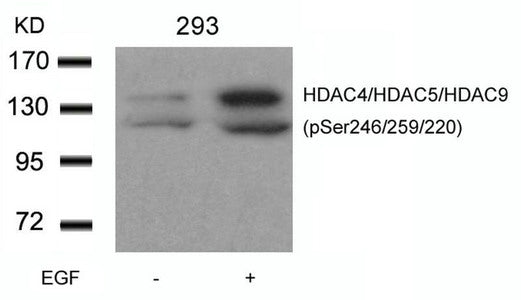 Phospho-HDAC4/HDAC5/HDAC9 (Ser246/259/220) Antibody