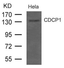 CDCP1 Antibody