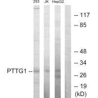 PTTG1 Antibody