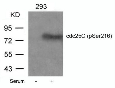 Phospho-CDC25C (Ser216) Antibody
