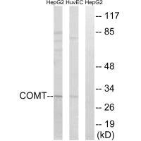 COMT Antibody