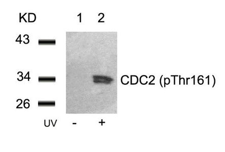 Phospho-CDK1 (Thr161) Antibody