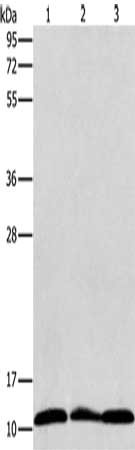 RPS27 Antibody