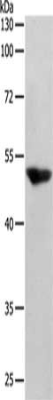 SERPINF1 Antibody