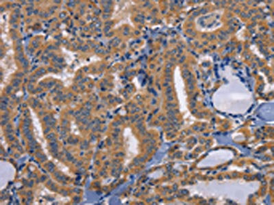 CD47 Antibody