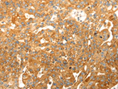 CAPN1 Antibody