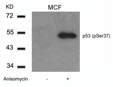 Phospho-TP53 (Ser37) Antibody
