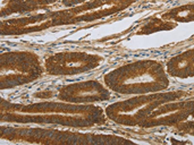 NOTCH4 Antibody