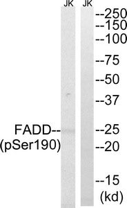 Phospho-FADD (Ser191) Antibody