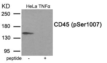 Phospho-PTPRC (Ser1007) Antibody