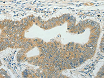 CCND1 Antibody