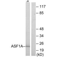 ASF1A Antibody
