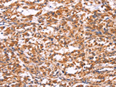 EMP2 Antibody
