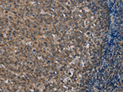 MMP20 Antibody