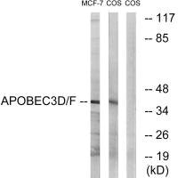 APOBEC3D/APOBEC3F Antibody