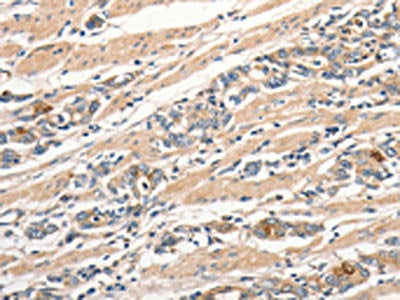 SLC41A2 Antibody