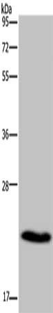 CMTM5 Antibody