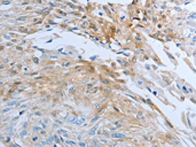 FGF1 Antibody
