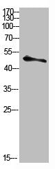 Phospho-MDM2 (Tyr394) Antibody