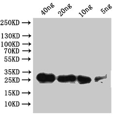 Sgf11 Antibody