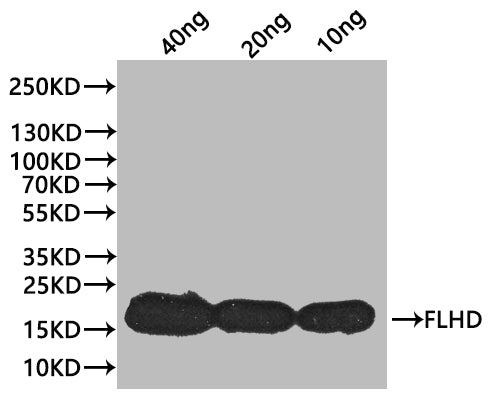 flhD Antibody