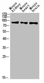 MUM1 Antibody