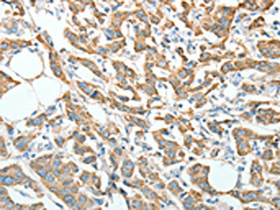 AGR3 Antibody